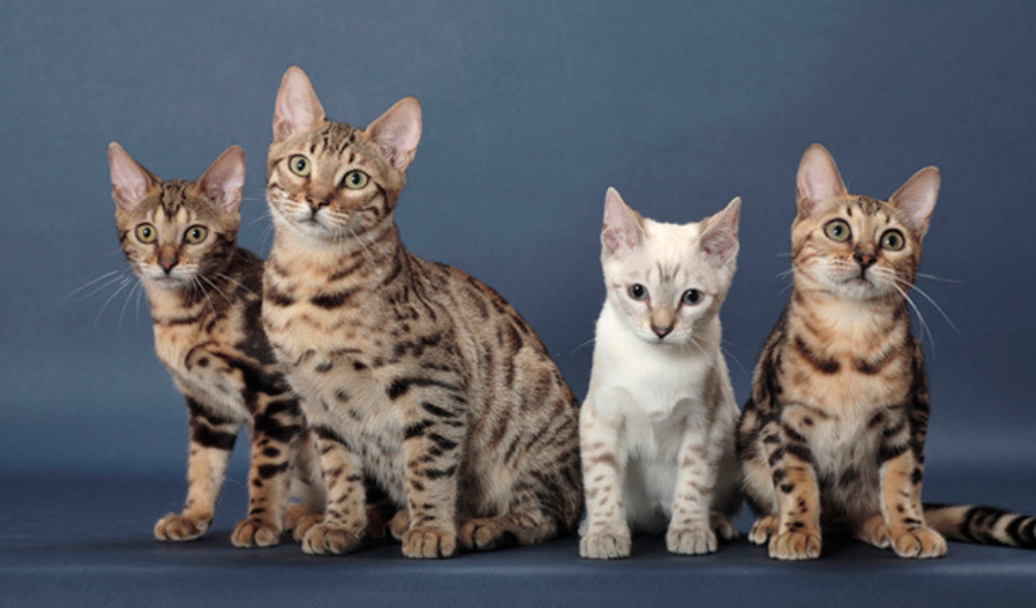 Kenapa Bulu Kucing Boleh Gugur? Ini Sebab-Sebab Nya 5 Screenshot 2023 08 08 182318