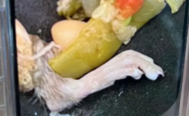 Pelanggan Terkejut Jumpa Kaki Tikus Dalam Sup 1 SupKakiTikus1