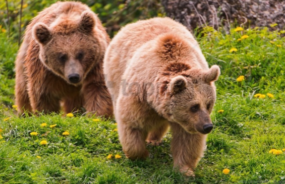 Adakah Haiwan Betina Mengalami Kitaran Haid Seperti Manusia? 2 bear