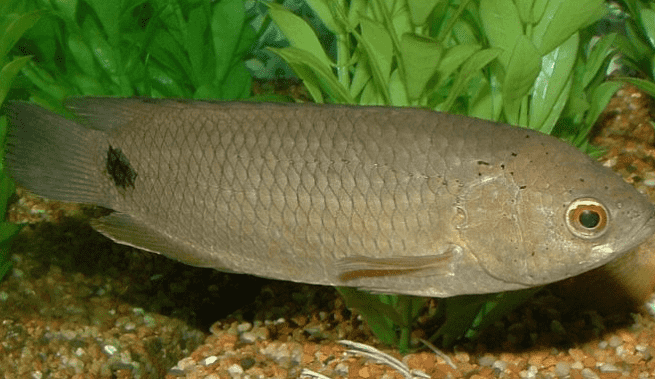 Ikan Puyu Berkelakuan Aneh, Ramai Kaitkan Dengan Unsur Mistik 1 ikan2