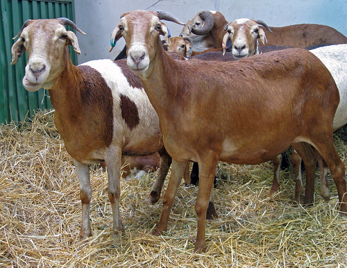 Beli Kambing Online, RM13500 Lesap 1 kambing