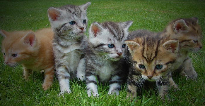 Rupanya Ini Sebab Kucing Beri Bangkai Haiwan Kepada Tuannya 1 kucing come