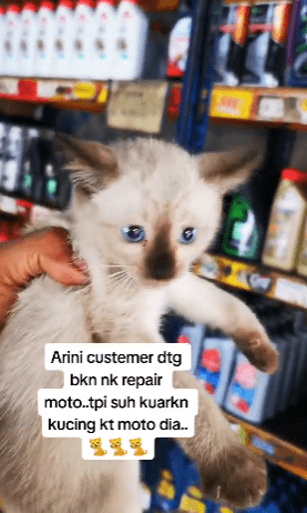 "Dah Nak Hangus Kucing Tu"-Kucing Terperangkap Dalam Enjin Motosikal Raih Perhatian 1 kucing2 1
