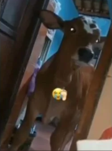 Tular Video Lembu Miang Masuk Bilik Gadis, Siap Tidur Atas Katil Lagi 1 lembuu
