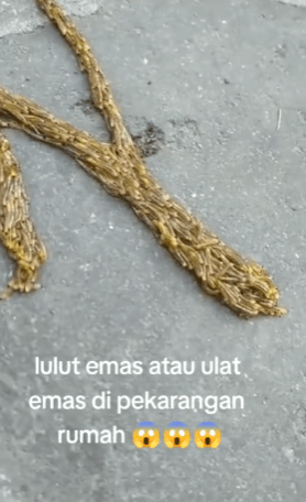 Ulat Emas Atau Lulut Emas Di Perkarangan Rumah, Ramai Yang Pertama Kali Tengok 1 lulutemas2