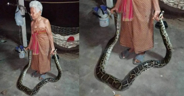 Penyelamat Komuniti, Nenek Tua Selamba Tangkap Ular Gergasi Guna Tangan 2 nenek ular