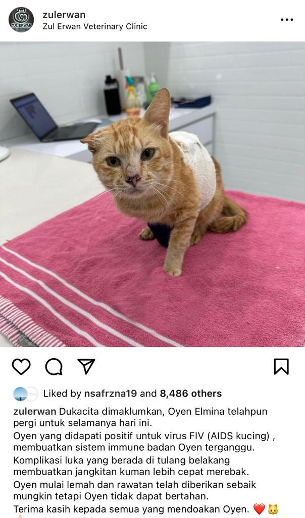 "Selamat Jalan Oyen"-Kucing Yang Terlibat Dalam Tragedi Elmina Telah Pergi Untuk Selamanya 1 oyen