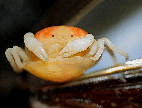 Pea Crab Dalam Makanan Laut, Ramai Yang Tidak Tahu Bahaya Parasit Kecil Ini 1 parasit2