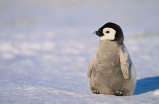 Comel, Sedap Dan Halal. Rupanya Penguin Halal Dimakan Oleh Umat Islam 1 pingu