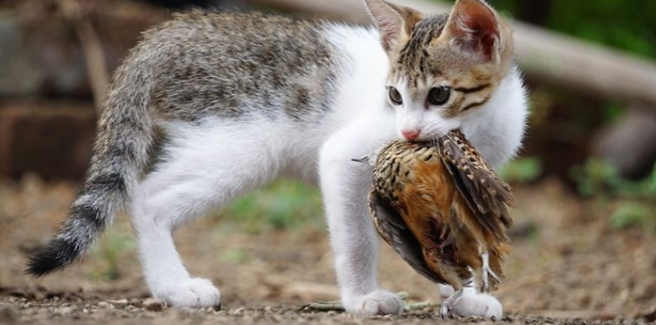 Rupanya Ini Sebab Kucing Beri Bangkai Haiwan Kepada Tuannya 2 tuceng