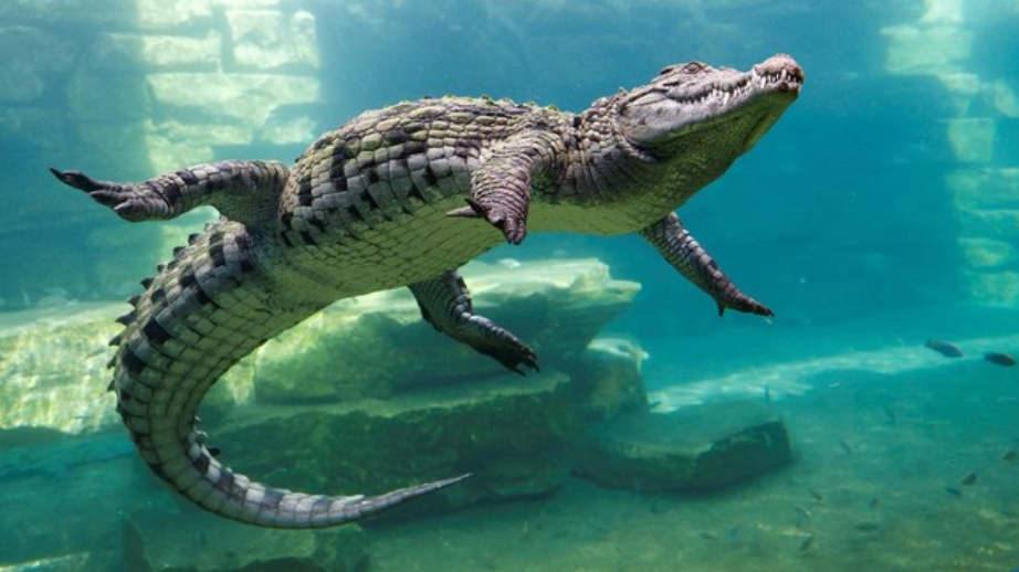 "Ini Bukan Biawak, Ini Gorgon" -Reaksi Pelancong Ini Selamba Beri Buaya Makan Secara Dekat, Raih Perhatian Netizen 1 Screenshot 2023 09 25 160106