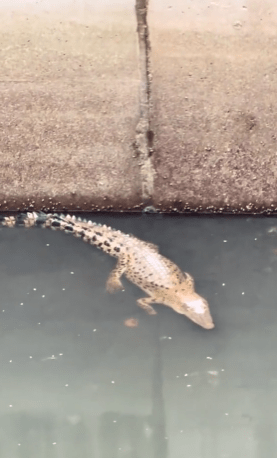 buaya