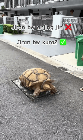 Bawa Kura-Kura Keluar Berjalan, Gelagat Uncle Dan Binatang Peliharaannya Curi Tumpuan Ramai 1 kura kura
