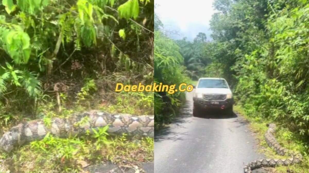 Daebaking.CoUlarBesar