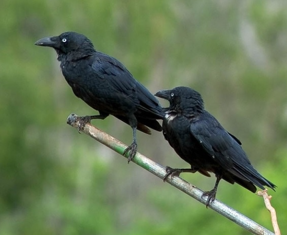 Burung Gagak Bertenggek Atas Bahu, Reaksi Lelaki Ini Suap Makan Pula Jadi Perhatian Netizen 1 Screenshot 2023 10 20 105716