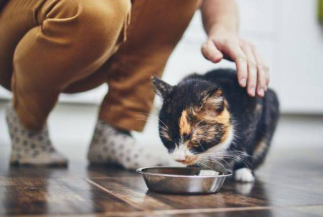 Kucing Peliharaan Sering Sepahkan 'Dry Food', Sekali Respon Lelaki Ini Pula Buat Ramai Berdekah 1 Screenshot 2023 10 29 204751