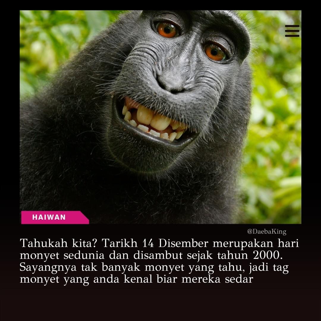 Hari Monyet Sedunia 14 Disember dan Sejarahnya 1 IMG 5655