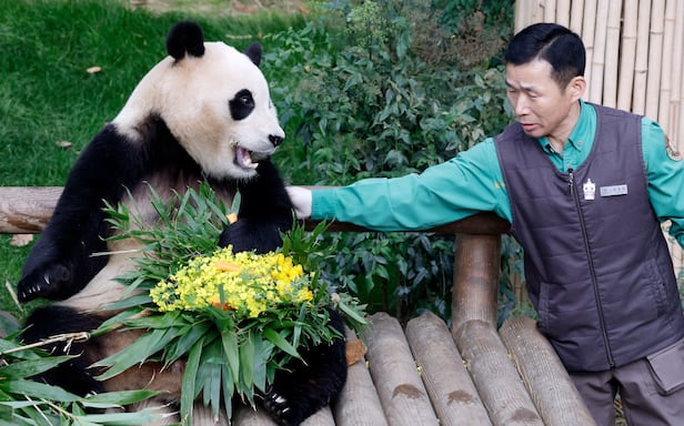 Filem Goodbye, Grandpa Mengisahkan Tentang Dokumentari Hidup Fu Bao 1 IMG 1292