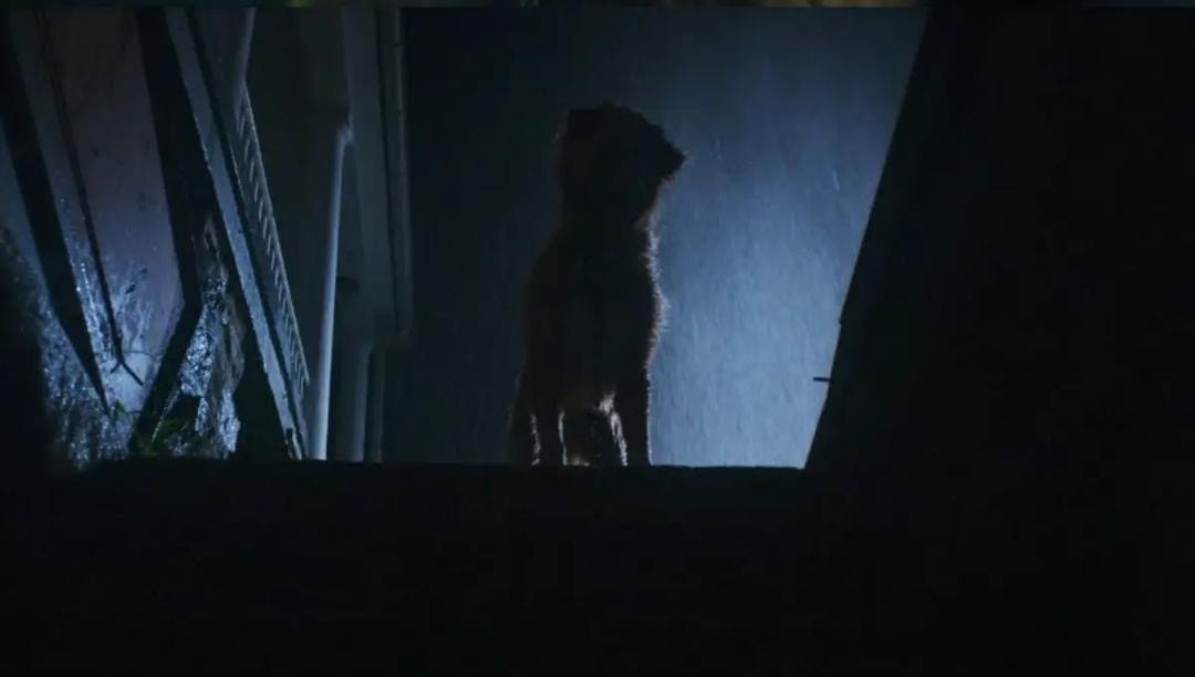 Good Boy (2025), Filem Seram Unik Dari Perspektif Seekor Anjing 2 066af319 bf26 49b0 8ad8 43c186d1f476
