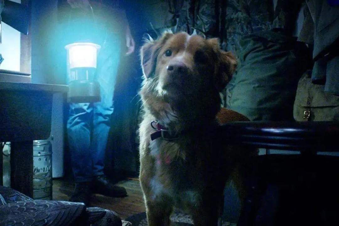Good Boy (2025), Filem Seram Unik Dari Perspektif Seekor Anjing 6 5ff0df35 d303 43ad 96b2 f86017417006