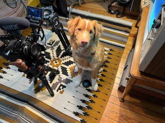 Good Boy (2025), Filem Seram Unik Dari Perspektif Seekor Anjing 3 Good boy