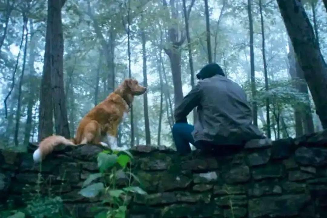 Good Boy (2025), Filem Seram Unik Dari Perspektif Seekor Anjing 1 Good boy