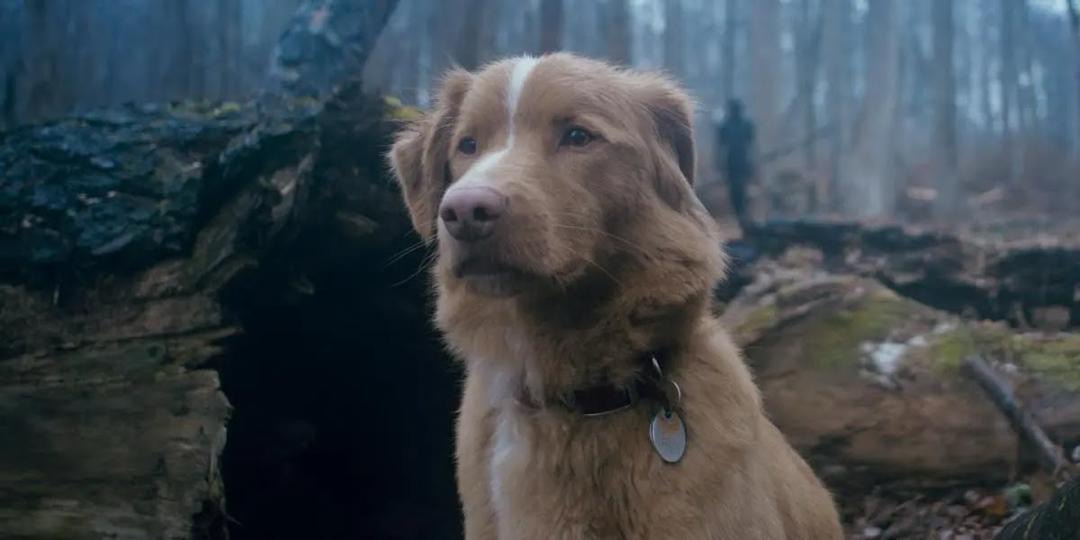 Good Boy (2025), Filem Seram Unik Dari Perspektif Seekor Anjing 4 f4411791 d25b 4e78 8826 90a008dfbe2c