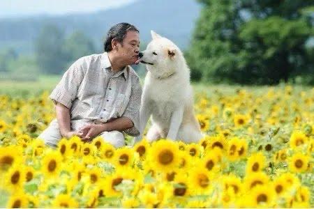 Senarai Filem Jepun Tentang Anjing yang Paling Menyentuh Hati dan Kisah Kesetiaan 4 aa3101f7 e2f9 42f8 af88 740bae3a7cbb